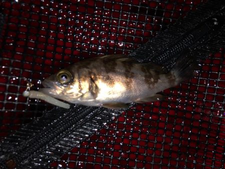 二見メバリング9