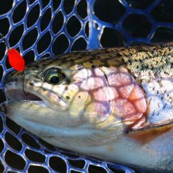 小菅トラウトガーデン 釣果