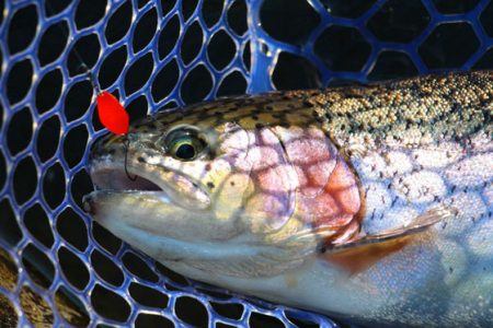 小菅トラウトガーデン 釣果