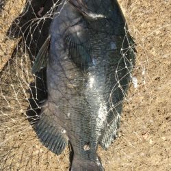 低水温の牟岐大島寒グレ【きしょう氏連載 vol.8】