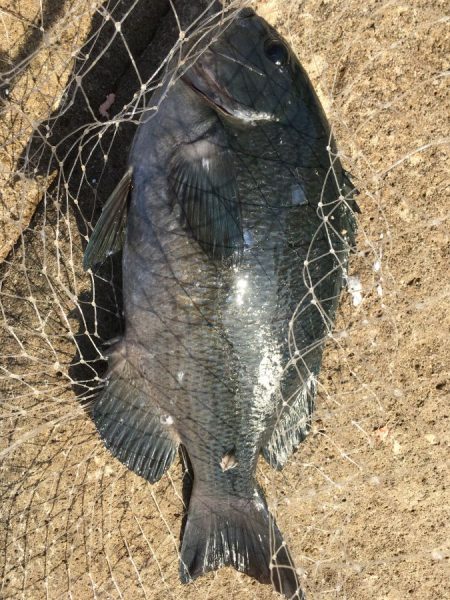 低水温の牟岐大島寒グレ【きしょう氏連載 vol.8】