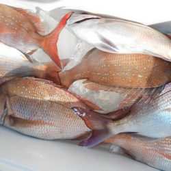 こうゆう丸 釣果