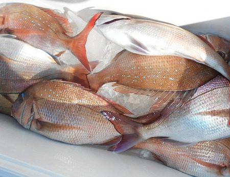 こうゆう丸 釣果