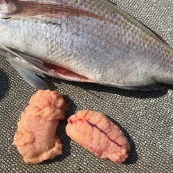 へいみつ丸 釣果