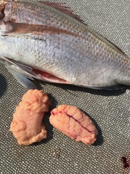 へいみつ丸 釣果