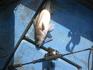 フィッシングガイド りょう 釣果