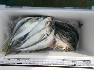松福丸 釣果