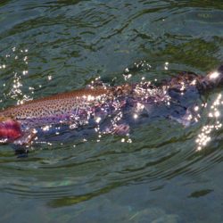 小菅トラウトガーデン 釣果