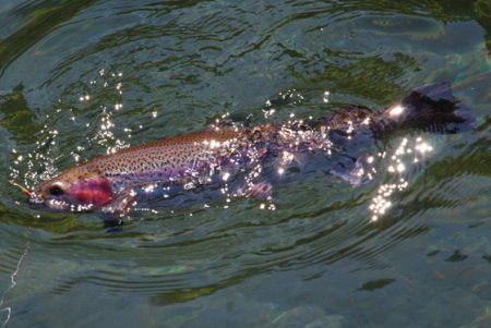 小菅トラウトガーデン 釣果