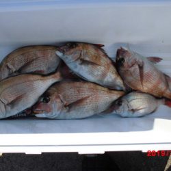 大進丸（新潟） 釣果