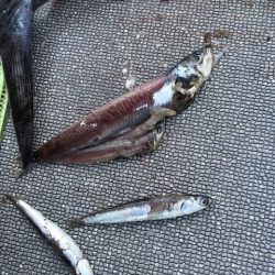 へいみつ丸 釣果