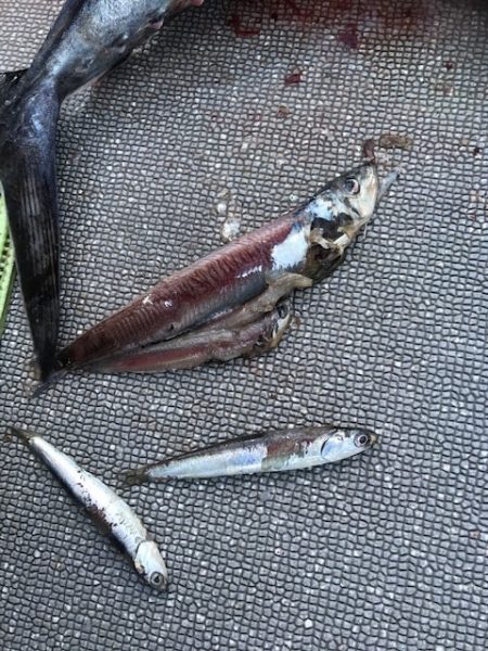 へいみつ丸 釣果