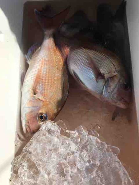 龍宮丸 釣果