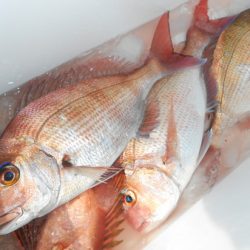 こうゆう丸 釣果