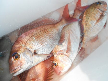 こうゆう丸 釣果