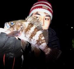 シーマジカル 釣果