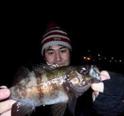 シーマジカル 釣果