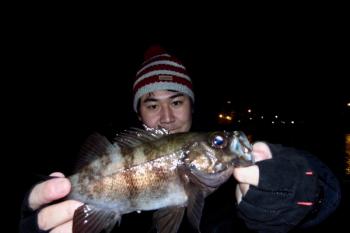 シーマジカル 釣果