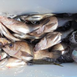 ＨＡＲＵＫＡ丸　はるかまる 釣果