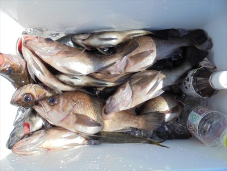 ＨＡＲＵＫＡ丸　はるかまる 釣果