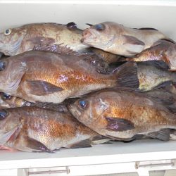 HARUKA丸 はるかまる 釣果