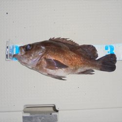 HARUKA丸 はるかまる 釣果