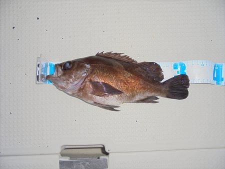 HARUKA丸 はるかまる 釣果