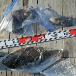 こかわ渡船　雅丸 釣果