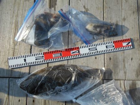 こかわ渡船　雅丸 釣果