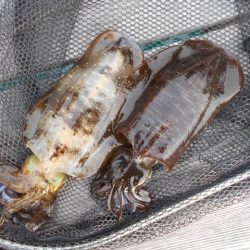 こかわ渡船　雅丸 釣果