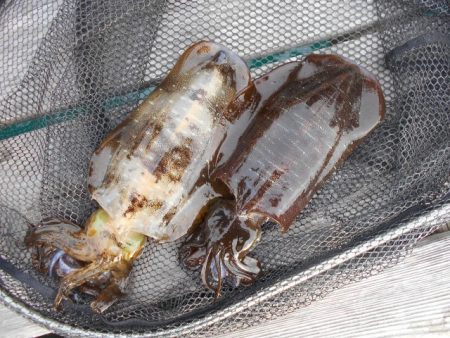 こかわ渡船　雅丸 釣果