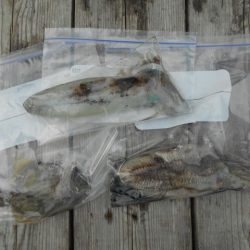 こかわ渡船　雅丸 釣果