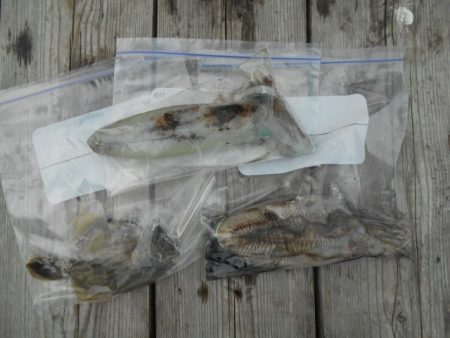 こかわ渡船　雅丸 釣果