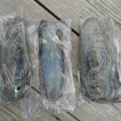 こかわ渡船　雅丸 釣果