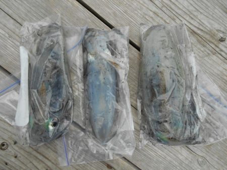 こかわ渡船　雅丸 釣果