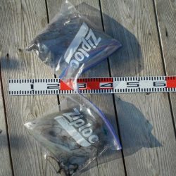 こかわ渡船　雅丸 釣果