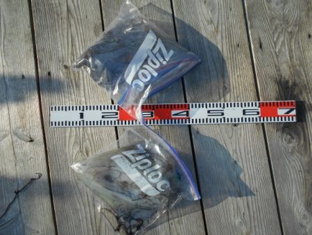 こかわ渡船　雅丸 釣果