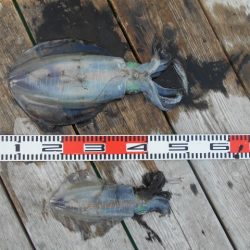 こかわ渡船　雅丸 釣果