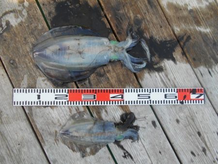 こかわ渡船　雅丸 釣果