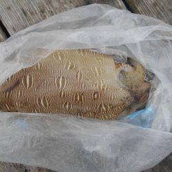 こかわ渡船　雅丸 釣果