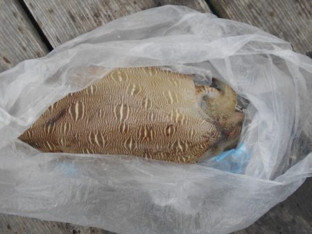 こかわ渡船　雅丸 釣果