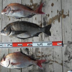 こかわ渡船　雅丸 釣果