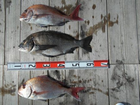 こかわ渡船　雅丸 釣果