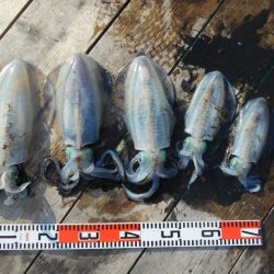 こかわ渡船　雅丸 釣果