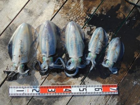 こかわ渡船　雅丸 釣果