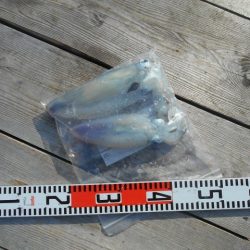 こかわ渡船　雅丸 釣果