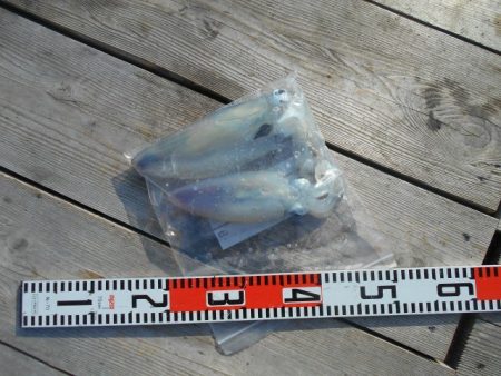 こかわ渡船　雅丸 釣果