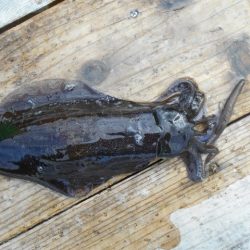 こかわ渡船　雅丸 釣果