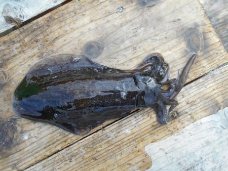 こかわ渡船　雅丸 釣果