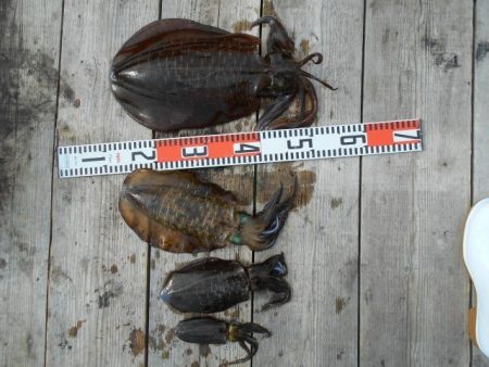 こかわ渡船　雅丸 釣果